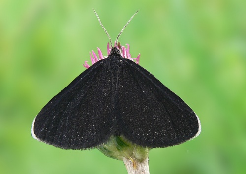 piadivka krkošková