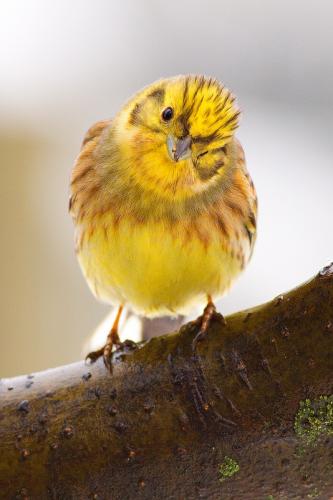 strnádka obyčajná