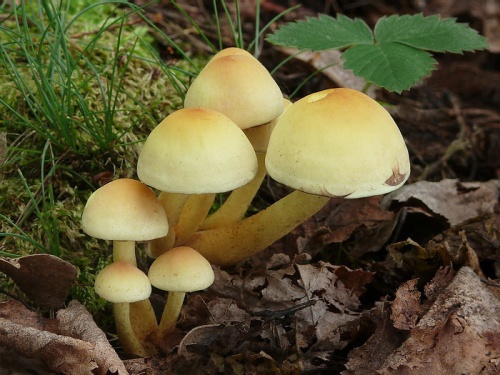 strapcovka zväzkovitá / třepenitka svazčitá