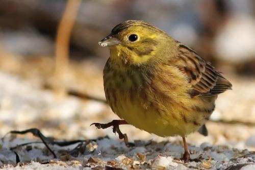 strnádka obyčajná