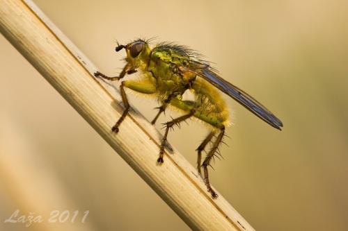 Scathophaga stercoraria