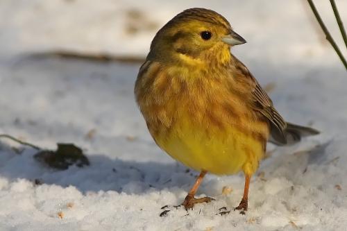 strnádka obyčajná