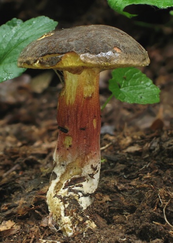 suchohríb žltomäsový / hřib žlutomasý