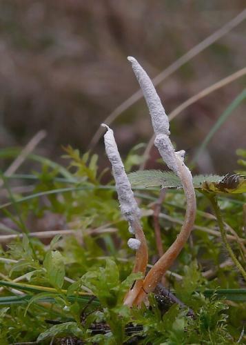 Paecilomyces farinosus