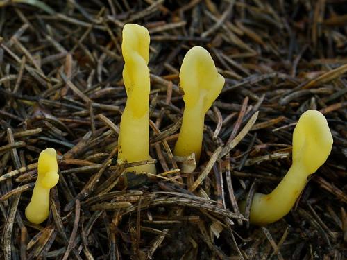 lopatička žltkastá / lopatička kyjovitá
