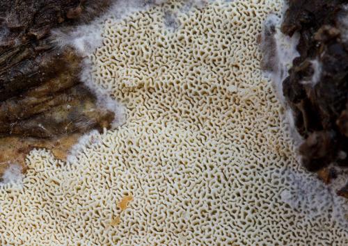 klanopórovka struháčikovitá