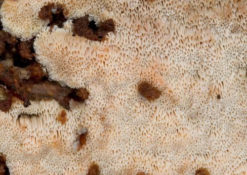 voskopórovček plavý