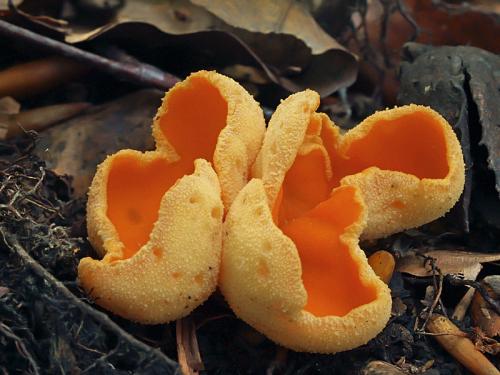 ušnička krátkohlúbiková