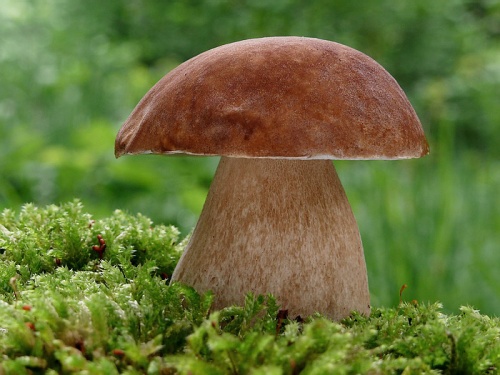 hríb dubový /hřib dubový