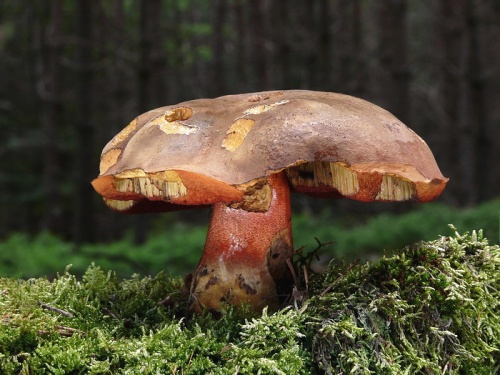 hríb zrnitohlúbikový / hřib kovář