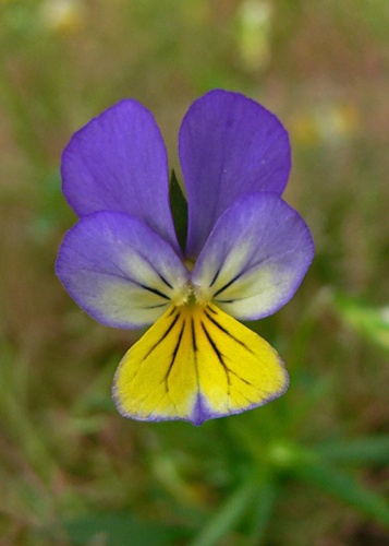 fialka trojfarebná