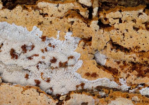 voskopórovček plavý