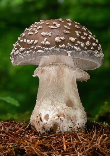 muchotrávka hrubá / muchomůrka šedivka