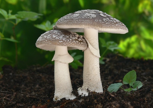 muchotrávka hrubá / muchomůrka šedivka