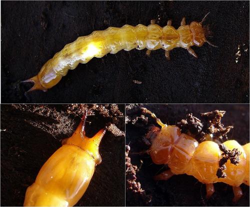 Pyrochroa sp.