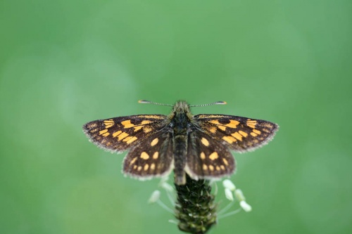 Súmračník skorocelový