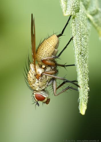 Pegomya sp.
