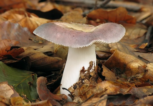 plávka / holubinka fialovozelená
