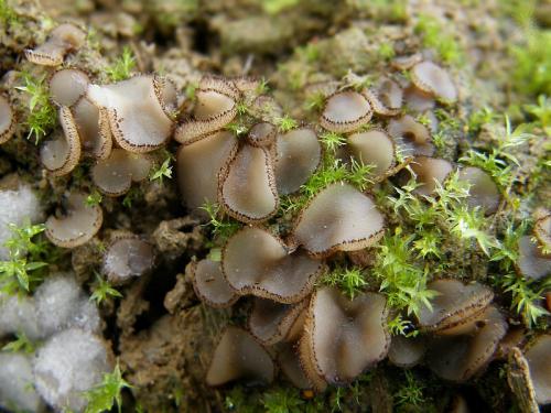 trichoféa bradavičnatá