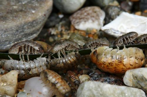 Tylos sp.