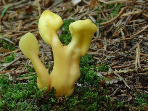 lopatička žltkastá / lopatička kyjovitá