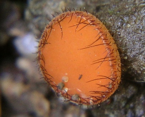 štítovnička / kosmatka