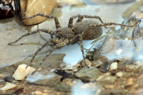 Pardosa sp.