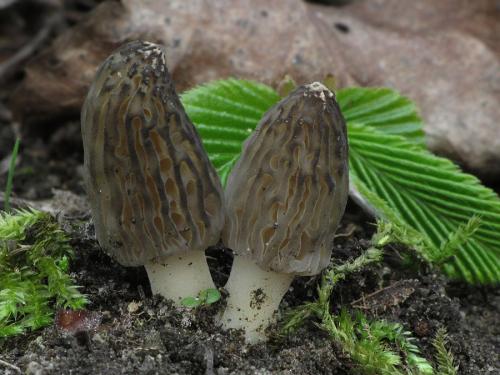 smrčok kužeľovitý / smrž kuželovitý