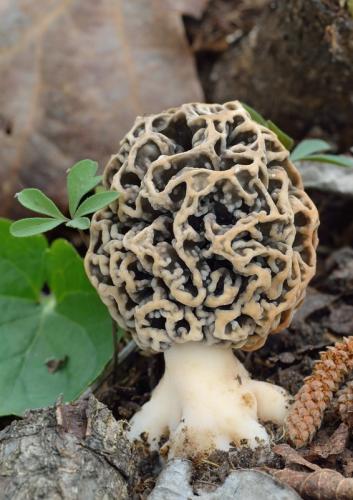 smrčok obyčajný / smrž jedlý