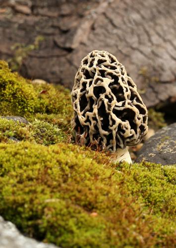 smrčok obyčajný / smrž jedlý