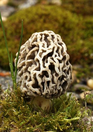 smrčok obyčajný / smrž jedlý