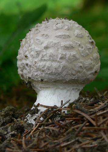 muchotrávka šiškovitá / muchomůrka šiškovitá