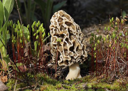 smrčok obyčajný / smrž jedlý