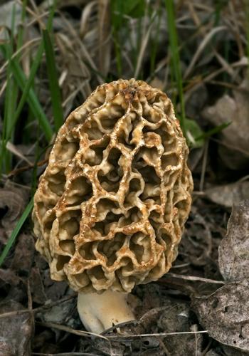 smrčok obyčajný / smrž jedlý