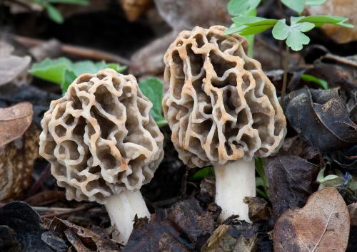 smrčok obyčajný / smrž jedlý