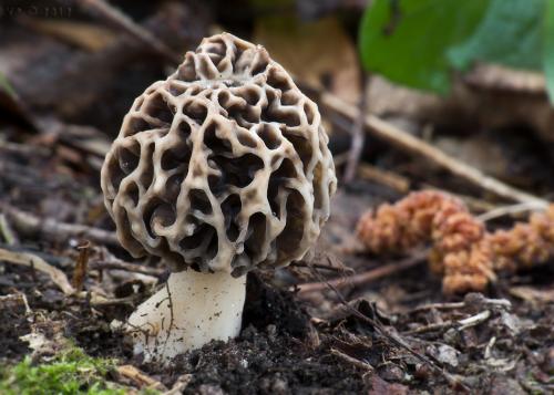 smrčok obyčajný / smrž jedlý