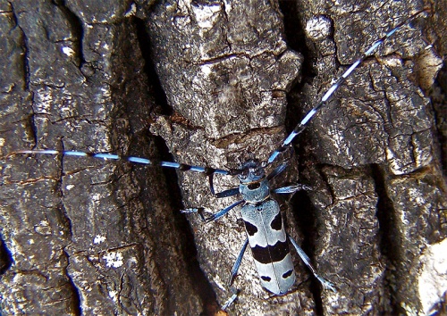 fuzáč alpský