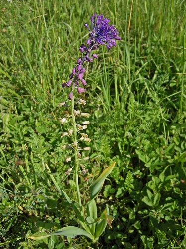 leopoldia chochlatá