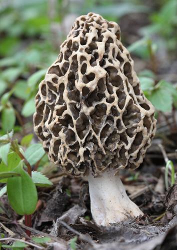 smrčok obyčajný / smrž jedlý