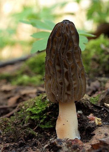 smrčok kužeľovitý / smrž kuželovitý