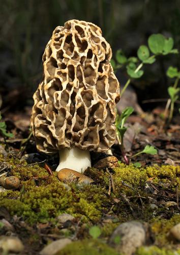 smrčok obyčajný / smrž jedlý