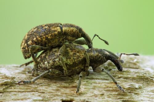 Hypera adspersa?