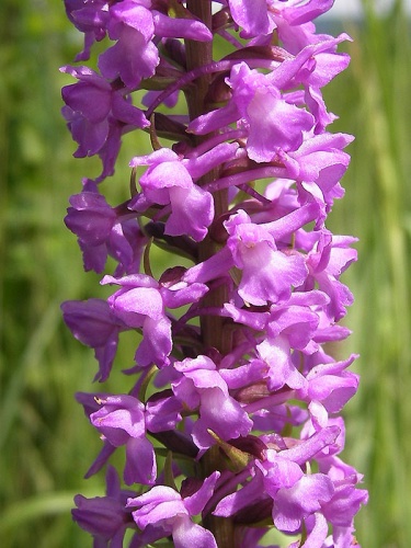 päťprstnica hustokvetá