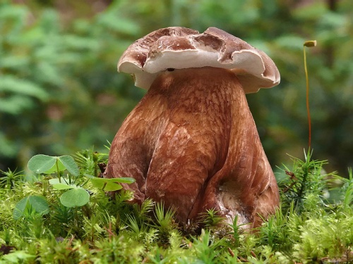 podhríb žlčový / hřib žlučník