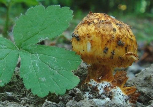 parazitnica Schreierova / zrnečka Schreierova