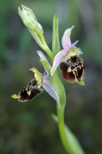 hmyzovník čmeľovitý