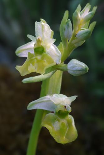 hmyzovník čmeľovitý