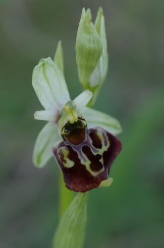 hmyzovník čmeľovitý