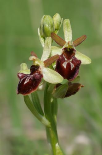 hmyzovník pavúkovitý