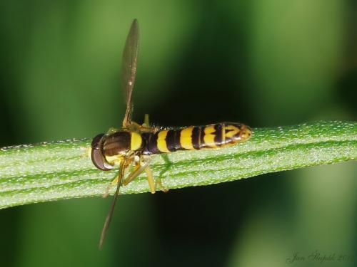 Sphaerophoria scripta
